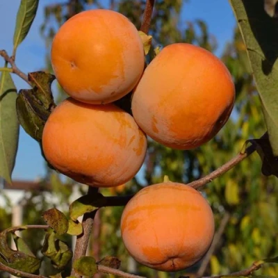 Хурма РОССИЯНКА в Владимире