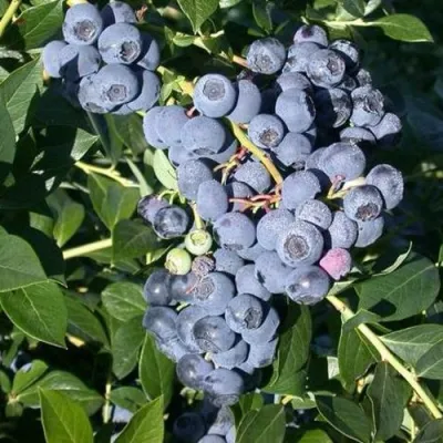 Голубика БОНУС в Владимире