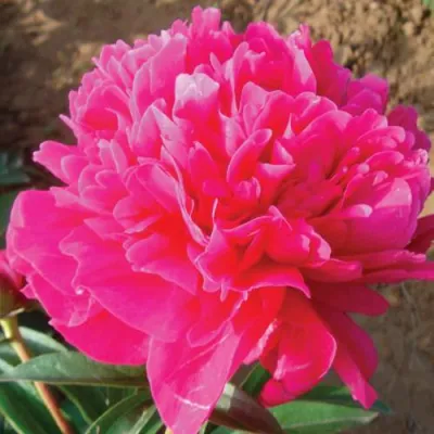 Пион РУБИНОВЫЙ СВЕТ травянистый в Владимире