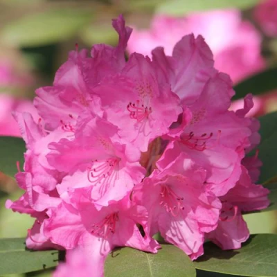 Рододендрон ЛУМИНА в Владимире