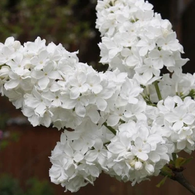 Сирень ФЛОРА в Владимире