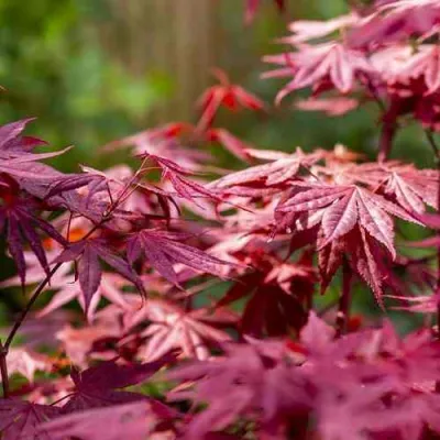Клен дланевидный АТРОПУРПУРЕУМ в Владимире