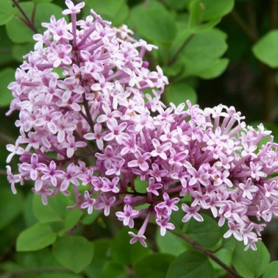 Сирень ПАЛИБИН  в Владимире