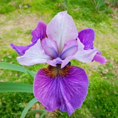 Ирис ЛАЙТ ОВ ХАРТ сибирский в Владимире