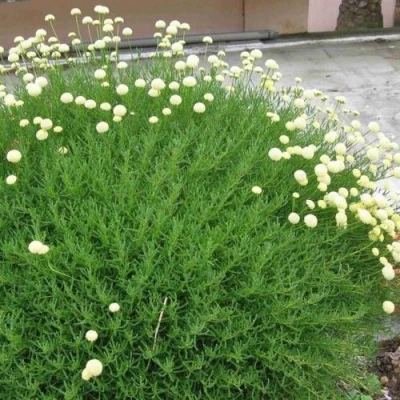 Сантолина зеленеющая в Владимире