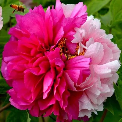 Пион ДВЕ СЕСТРЫ древовидный в Владимире