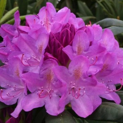 Рододендрон РОЗЕУМ ЭЛЕГАНС в Владимире