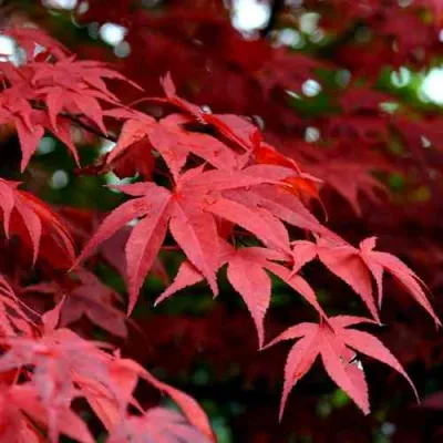 Клен гиннала  в Владимире