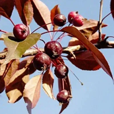 Яблоня РОЯЛТИ декоративная в Владимире