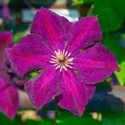 Клематис ГРЮНВАЛЬД в Владимире