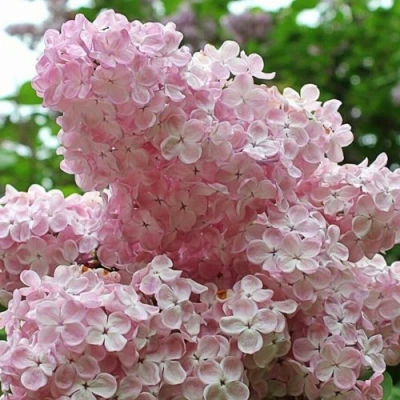 Сирень ВЕЧЕРНИЙ ЗВОН в Владимире