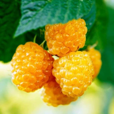 Малина МЕДОВАЯ в Владимире