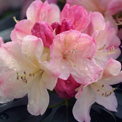 Рододендрон ПЕРСИ ВАЙСМАН в Владимире