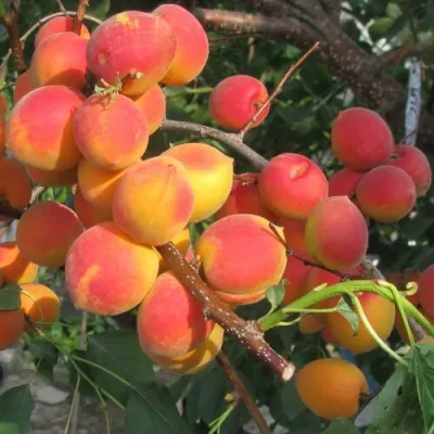 Абрикос РУБИН в Владимире