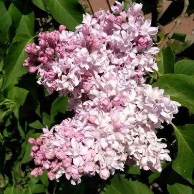 Сирень МИЛОСЕРДИЕ в Владимире