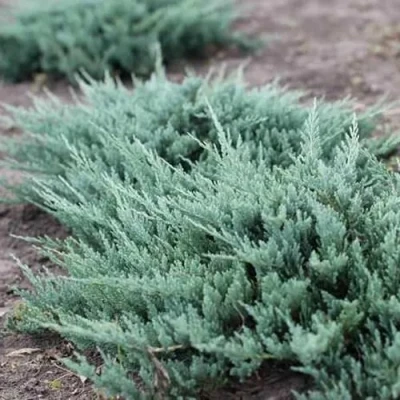 Можжевельник БЛЮ ЧИП горизонтальный в Владимире