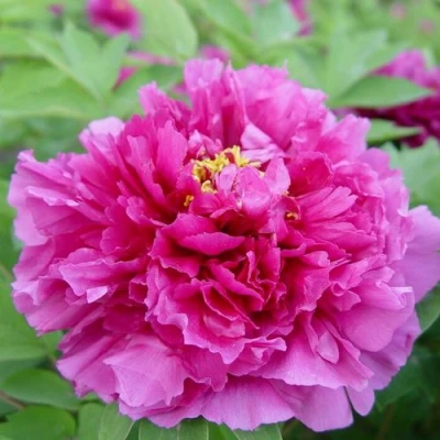 Пион ЛИЛОВАЯ ФАНТАЗИЯ древовидный в Владимире