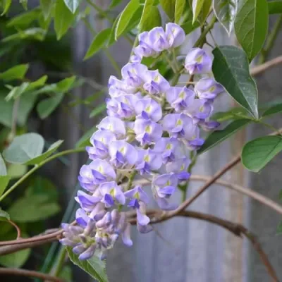 Глициния макростахия БЛЮ МУН в Владимире