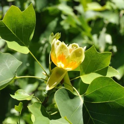 ЛИРИОДЕНДРОН тюльпанный в Владимире