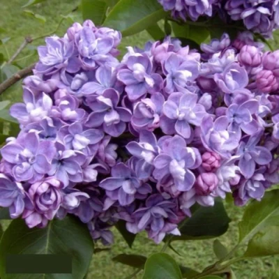 Сирень АМИ ШОТТ в Владимире