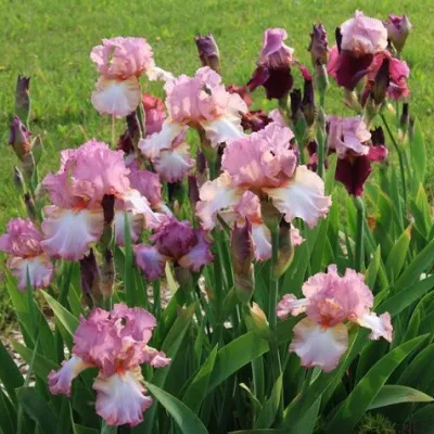 Ирис БЛАШИНГ ПИНК бородатый в Владимире