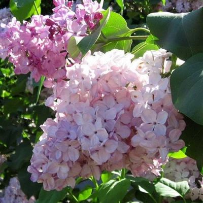 Сирень ГОРТЕНЗИЯ в Владимире