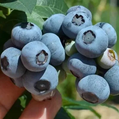 Голубика СИЕРРА в Владимире