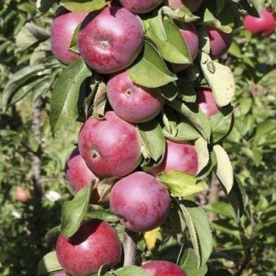 Яблоня ЕСЕНИЯ колонновидная в Владимире