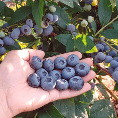 Голубика БОНУС в Владимире