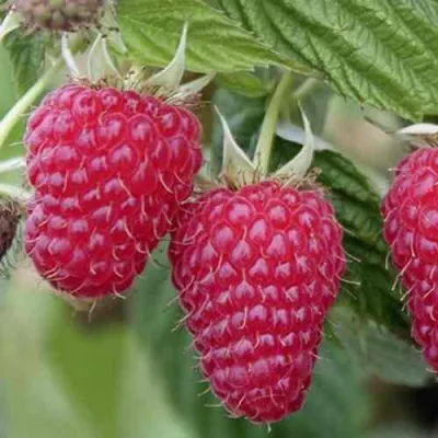 Малина ТУЛАМИН в Владимире