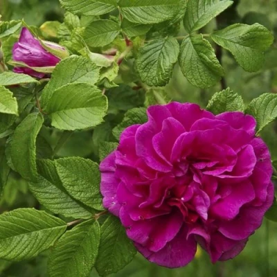 Шиповник ХАНСА в Владимире