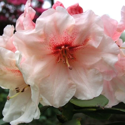 Рододендрон ХАНЯ	 в Владимире