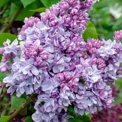 Сирень КАТЕРИНА ХАВЕМЕЙЕР в Владимире