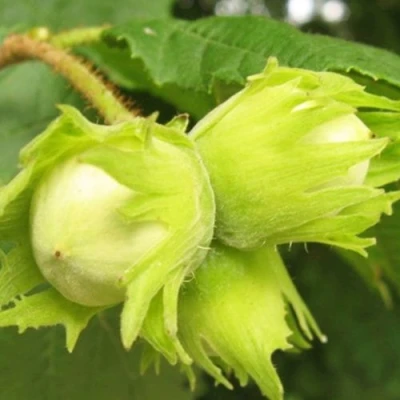 Фундук КАТАЛОНСКИЙ в Владимире