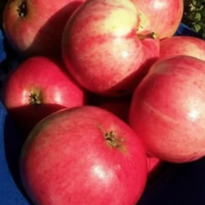 Яблоня СУЙСЛЕПСКОЕ (МАЛИНОВКА) в Владимире