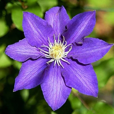 Клематис ЗЕ ПРЕЗИДЕНТ в Владимире