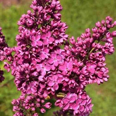 Сирень ЗНАМЯ ЛЕНИНА в Владимире