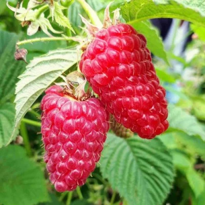 Малина ПШЕХИБА в Владимире