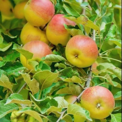 Яблоня ПАМЯТЬ БЛЫНСКОГО колонновидная в Владимире