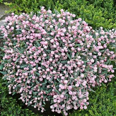 Андромеда БЛЮ АЙС многолистная в Владимире