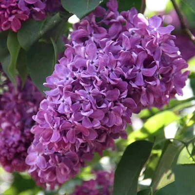 Сирень КАПИТАН ГАСТЕЛЛО в Владимире