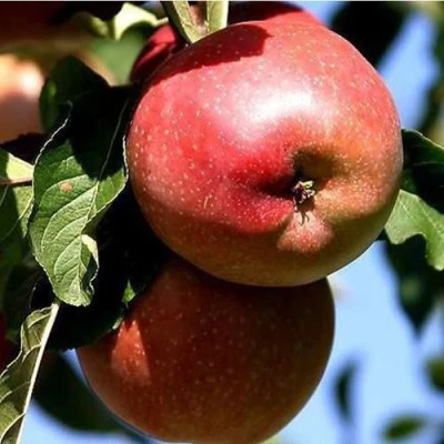 Яблоня АНТЕЙ КИЕВСКИЙ колонновидная в Владимире