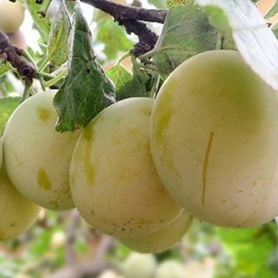 Слива УТРО в Владимире