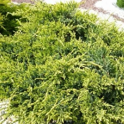 Можжевельник ГОЛД СТАР средний в Владимире