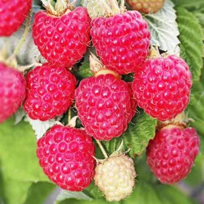 Малина ОКТАВИЯ в Владимире