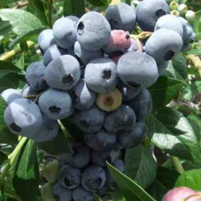 Голубика КРОЭТЭН в Владимире