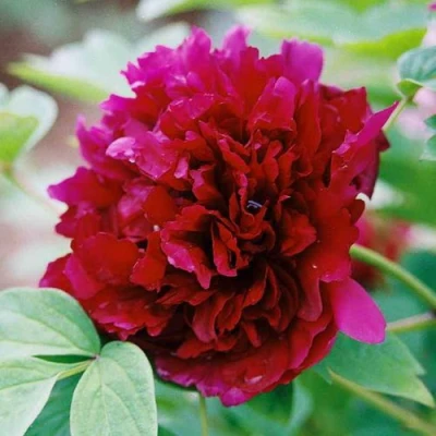 Пион ГАЛАКТИКА травянистый в Владимире