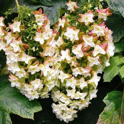 Гортензия БЛЭК ПОРШ дуболистная в Владимире