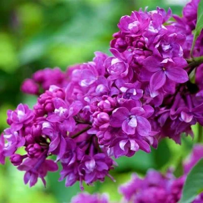 Сирень ОГНИ ДОНБАССА в Владимире