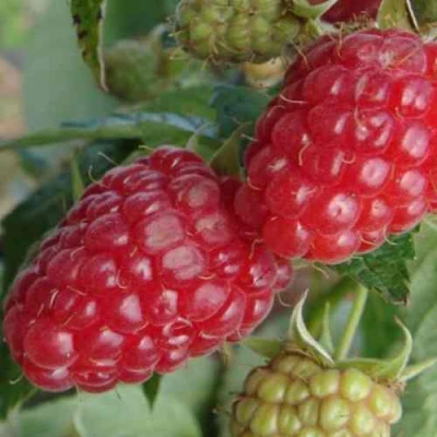 Малина РАДЗИЕВА в Владимире